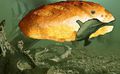Breadfish.jpg